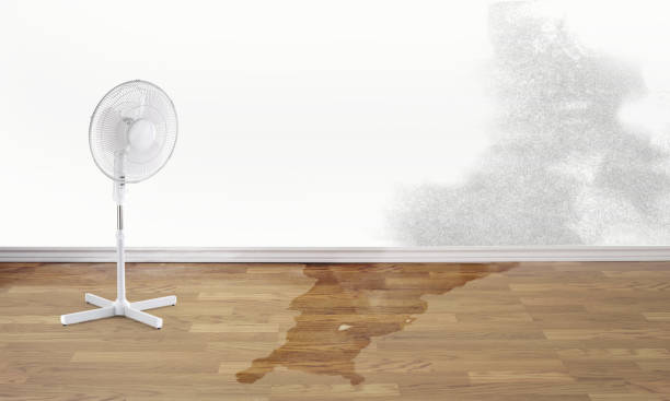 Best Mold removal after water damage  in Sarasota Springs, FL