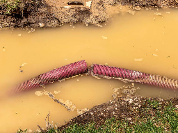 Best Flood damage cleanup  in Sarasota Springs, FL
